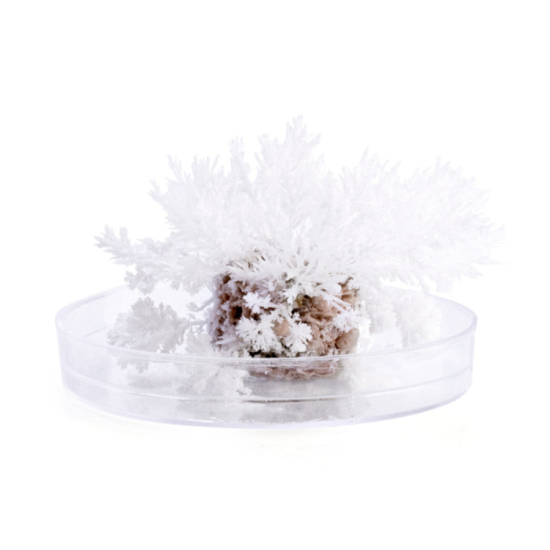 Grow Frozen Magic Rock